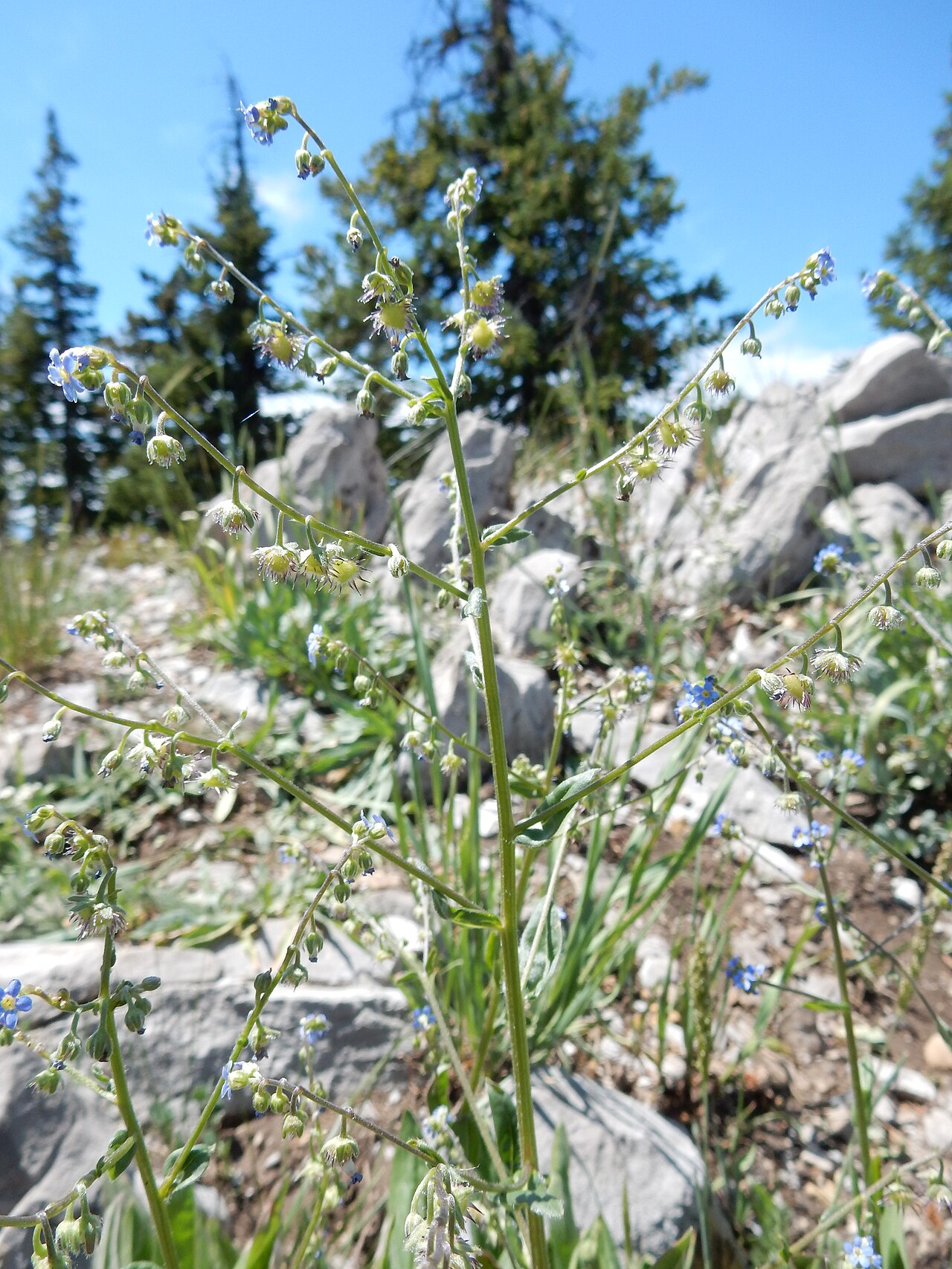 Blue stickseed: The robust basal leaf bunch often several together (indicative of a branched caudex), blue petals with white fornices, and nutlets 3-5 mm long distinguish this
