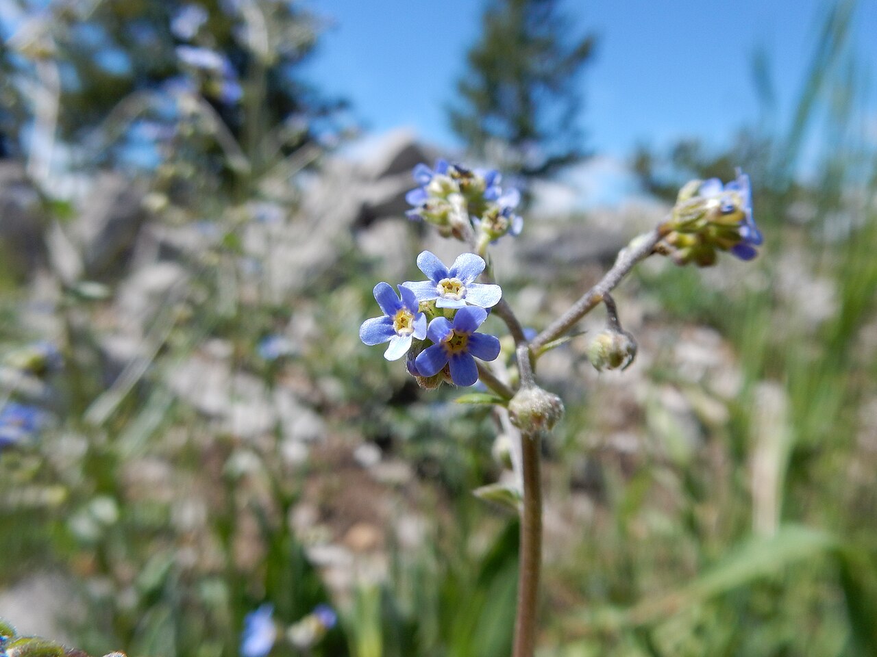 Blue stickseed: The robust basal leaf bunch often several together (indicative of a branched caudex), blue petals with white fornices, and nutlets 3-5 mm long distinguish this