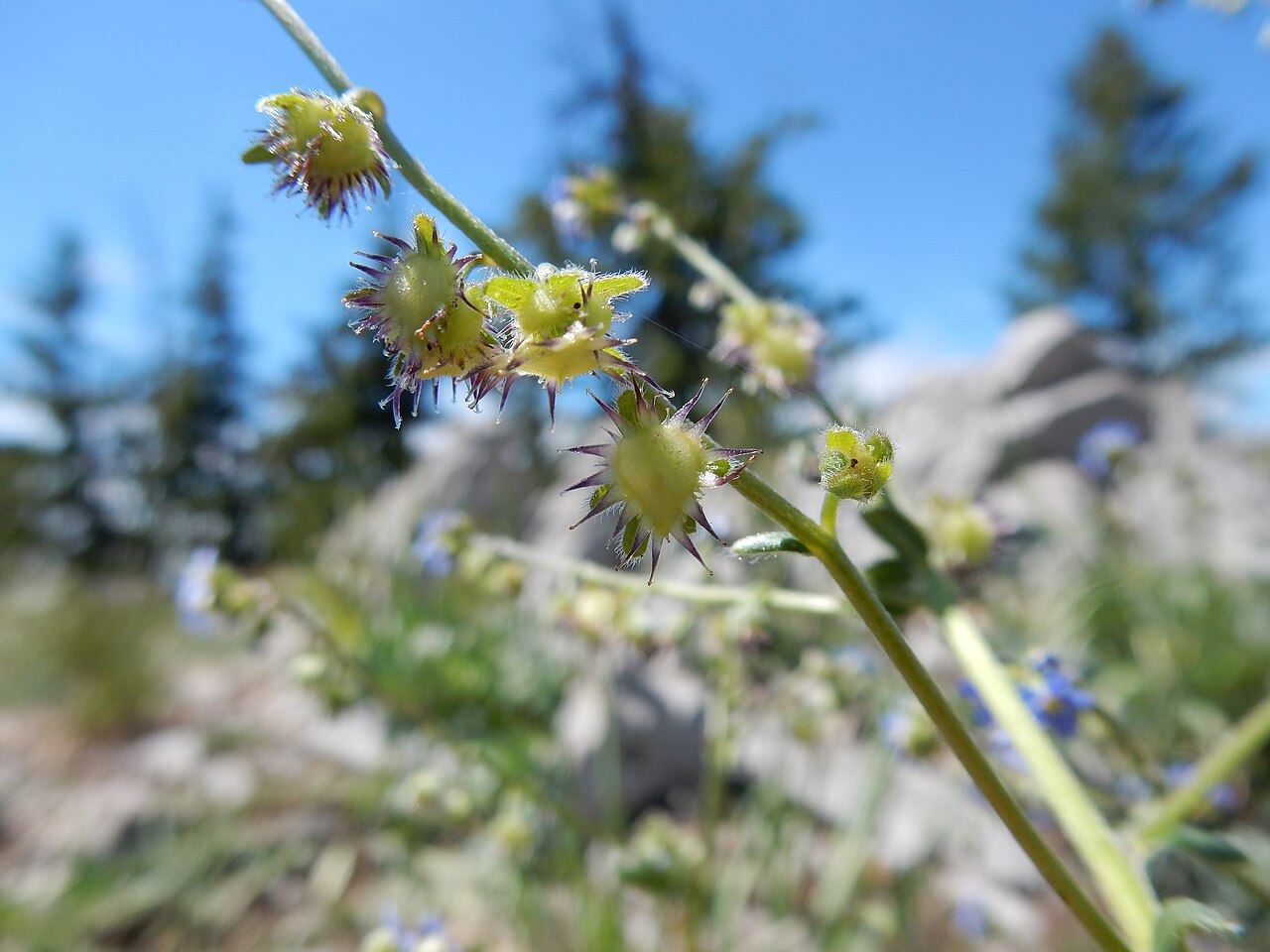 Blue stickseed: The robust basal leaf bunch often several together (indicative of a branched caudex), blue petals with white fornices, and nutlets 3-5 mm long distinguish this