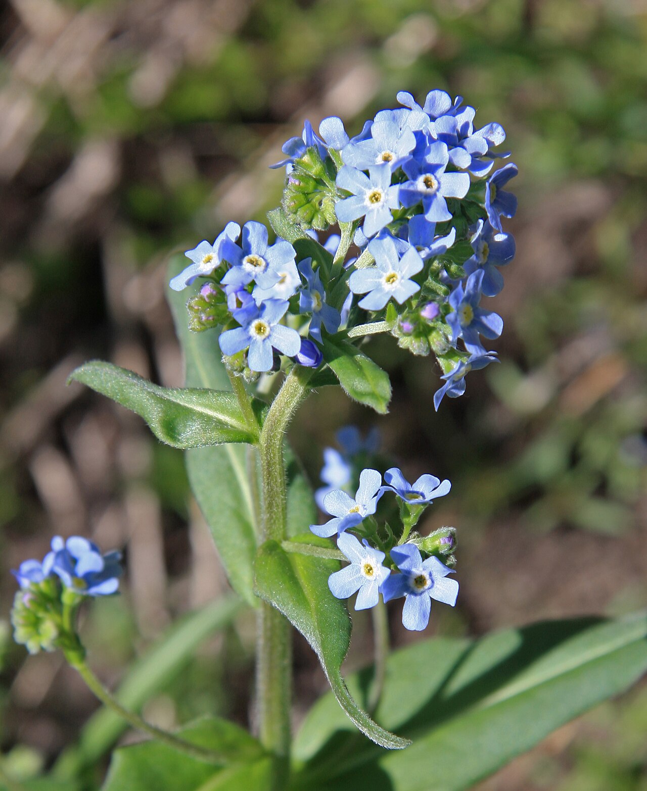 Sierra stickseed: Sierra stickseed (Hackelia nervosa), closeup of tight, young flowerhead. At about 9400ft along High Trail (part of Pacific Crest Trail) from Agnew Meadows to Ag