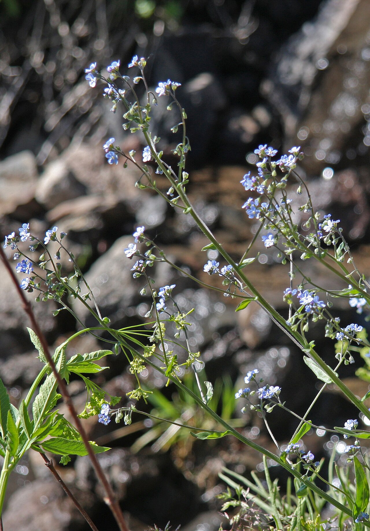 Sierra stickseed: Sierra stickseed (Hackelia nervosa), loose, older flowerheads next to stream. At about 9200ft along High Trail (part of Pacific Crest Trail) from Agnew Meadows