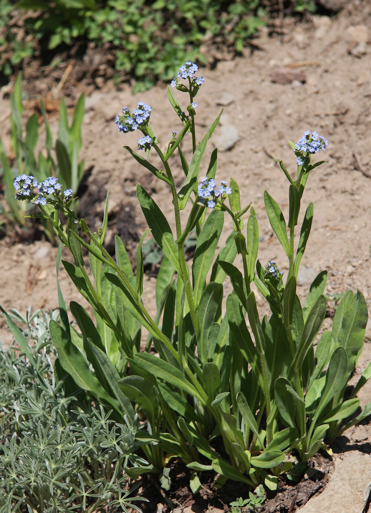 Sierra stickseed: Sierra stickseed (Hackelia nervosa), plant with tight, young flowerheads. At about 9200ft along High Trail (part of Pacific Crest Trail) from Agnew Meadows to A