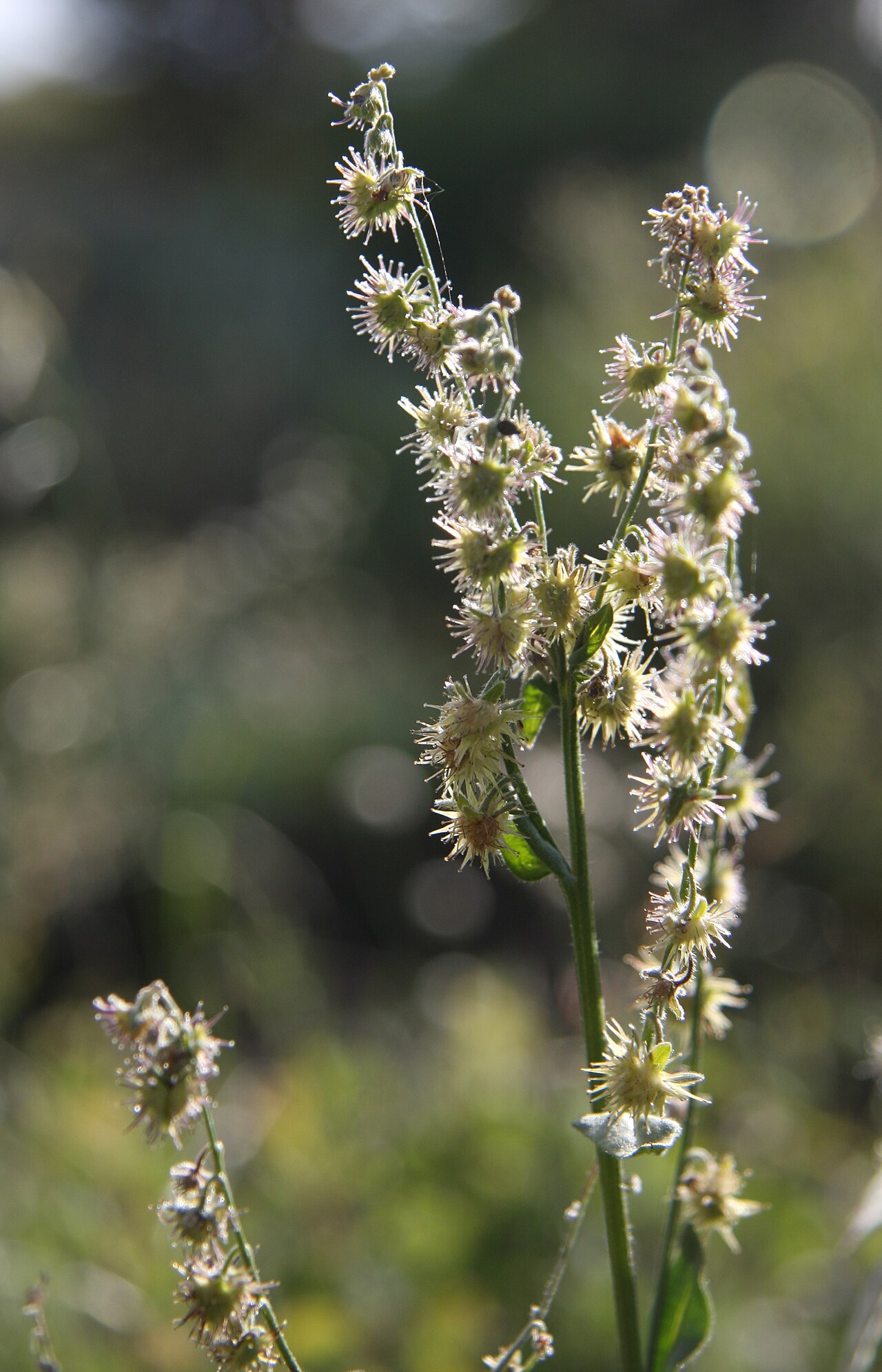 Sierra stickseed: Sierra stickseed (Hackelia nervosa) seedhead, backlighting the prickles that stick tenaciously to almost anything. At 2,826 m (9,272 ft) on ridge above Minaret