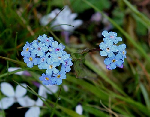 Spotted stickseed: Hackelia floribunda on the drive to the Petrified Tree. Yellowstone. Yanceys, Wyoming, US.