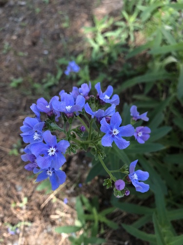 Velvet stickseed (Hackelia velutina)