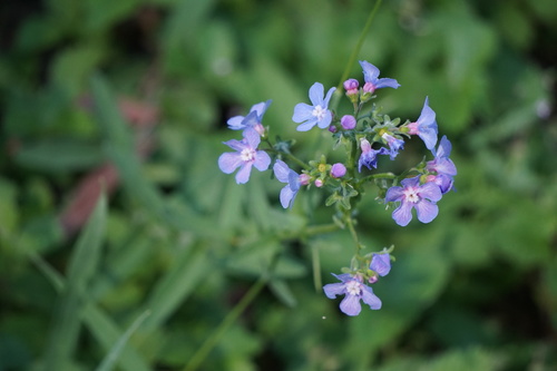 Velvet stickseed (Hackelia velutina)