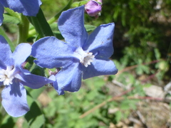 Velvet stickseed (Hackelia velutina)