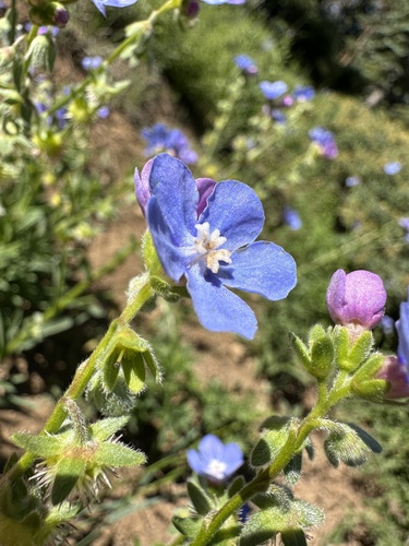 Velvet stickseed (Hackelia velutina)