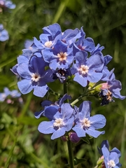 Velvet stickseed (Hackelia velutina)