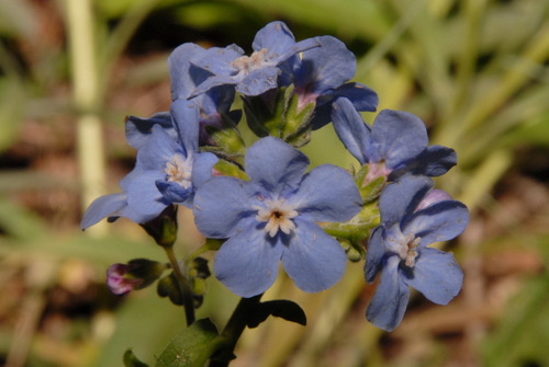 Velvet stickseed (Hackelia velutina)