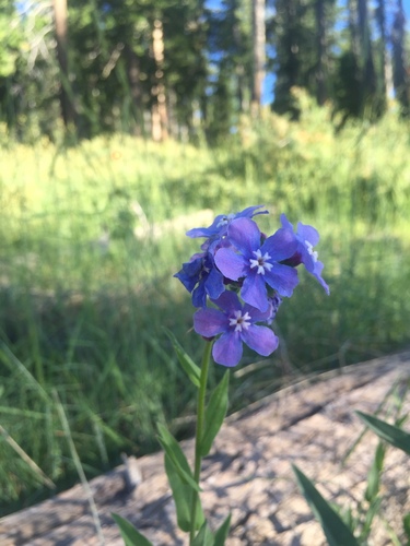 Velvet stickseed (Hackelia velutina)