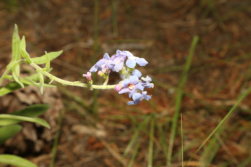 Velvet stickseed (Hackelia velutina)