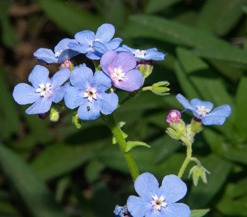 Velvet stickseed (Hackelia velutina)