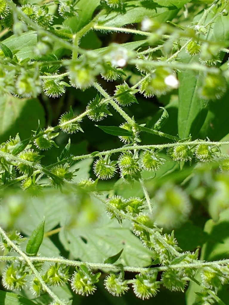 Beggarslice (Hackelia virginiana)