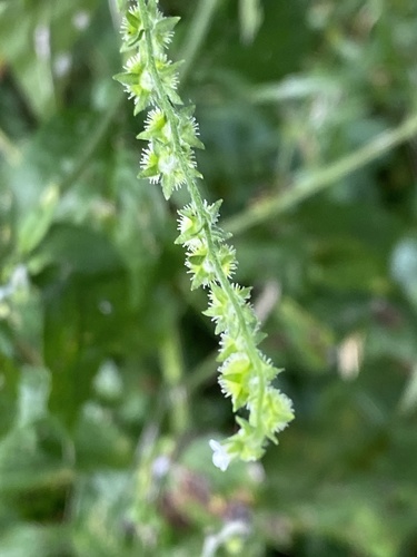 Beggarslice (Hackelia virginiana)