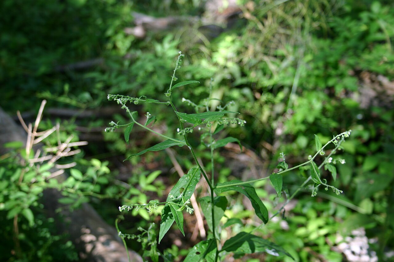 Beggarslice: Hackelia virginiana