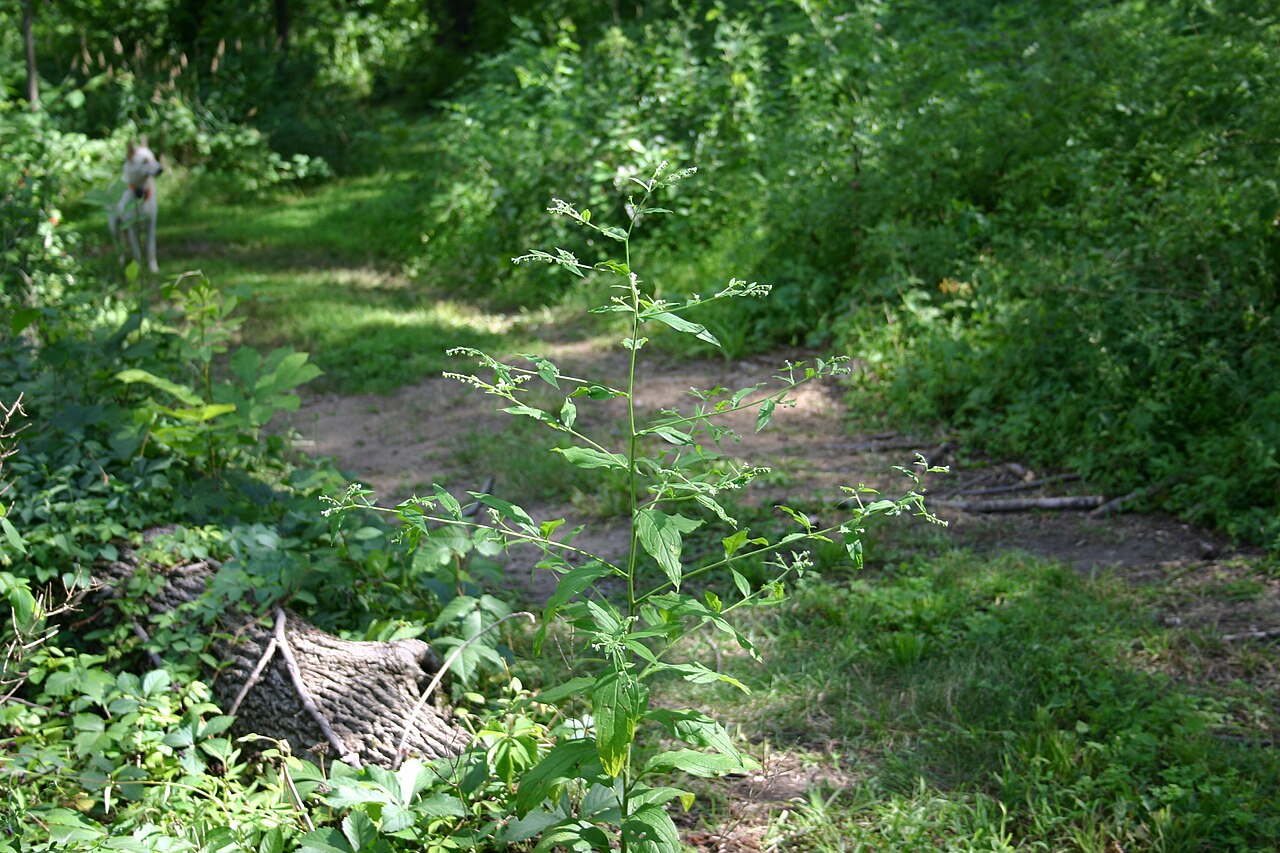 Beggarslice: Hackelia virginiana