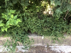 Beggarslice (Hackelia virginiana)