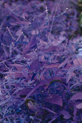 Beggarslice (Hackelia virginiana)
