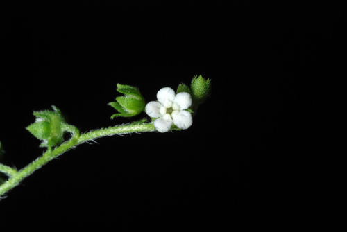 Beggarslice (Hackelia virginiana)