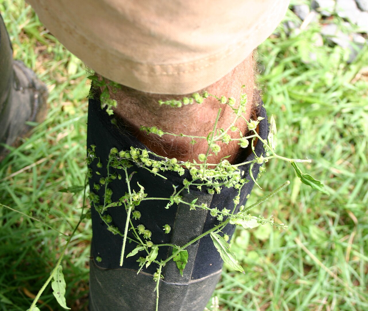 Beggarslice: Seeds of Hackelia virginiana attached to a boot.