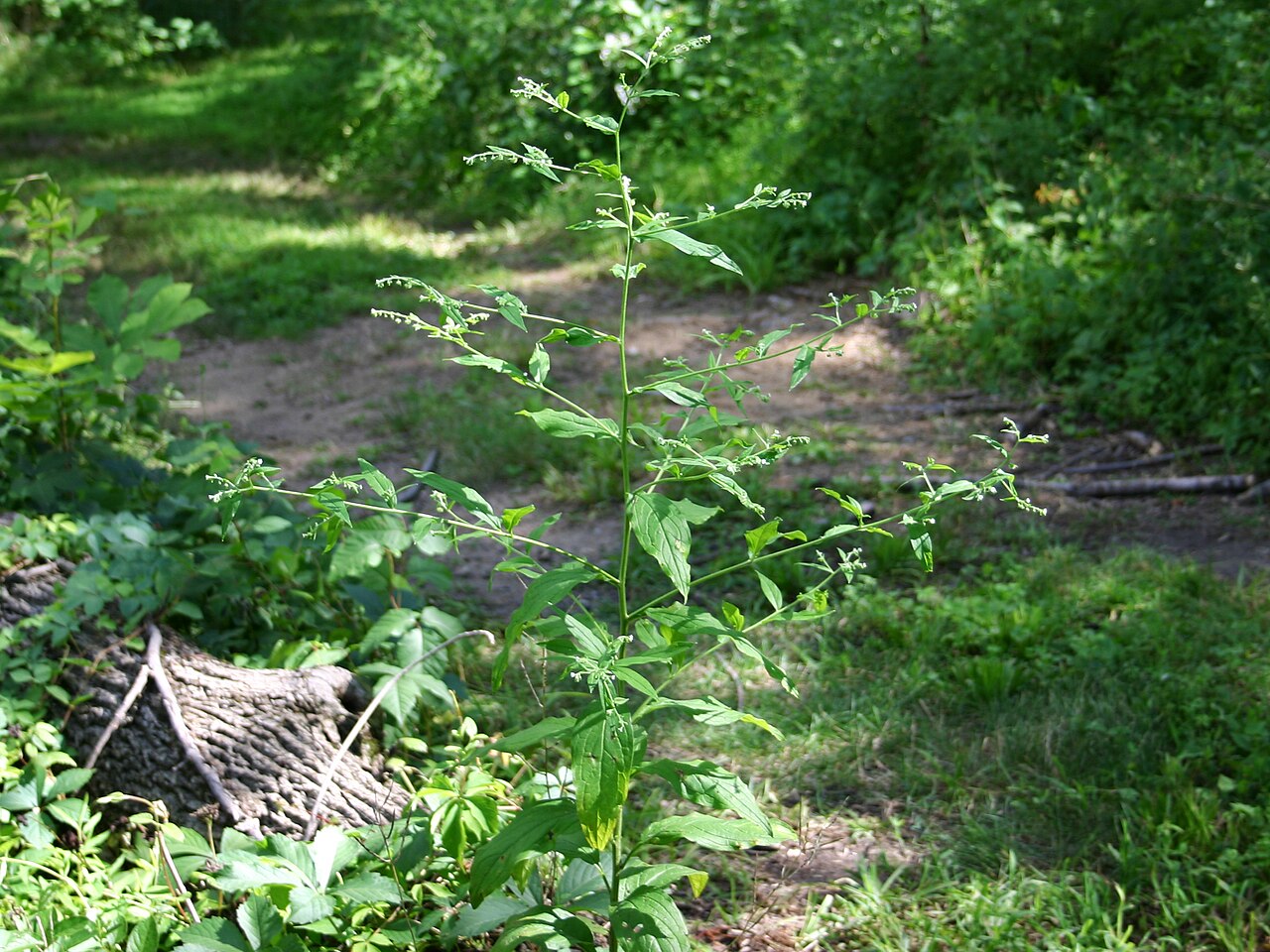 Beggarslice: Hackelia virginiana (L.) I.M. Johnst. - beggar's lice