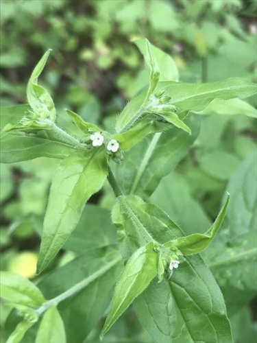 Beggarslice (Hackelia virginiana)