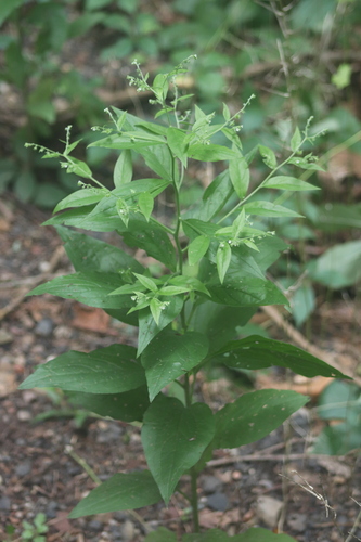 Beggarslice (Hackelia virginiana)