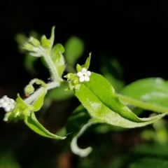 Beggarslice (Hackelia virginiana)