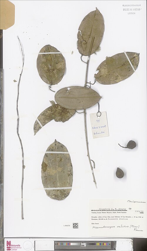 Haematocarpus validus: Haematocarpus
