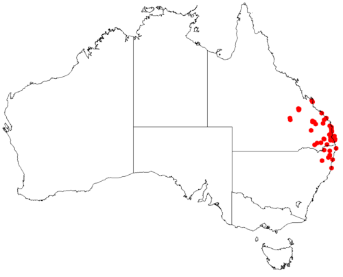 Haemodorum austroqueenslandicum: Haemodorum austroqueenslandicum