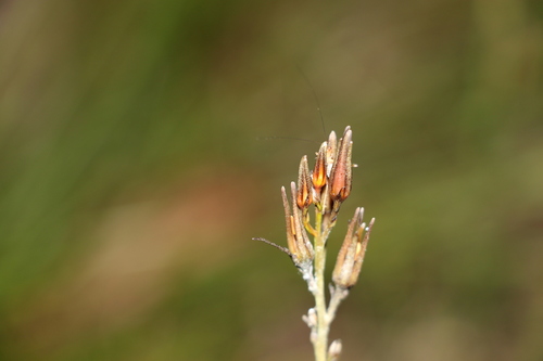 Haemodorum austroqueenslandicum (Haemodorum austroqueenslandicum)