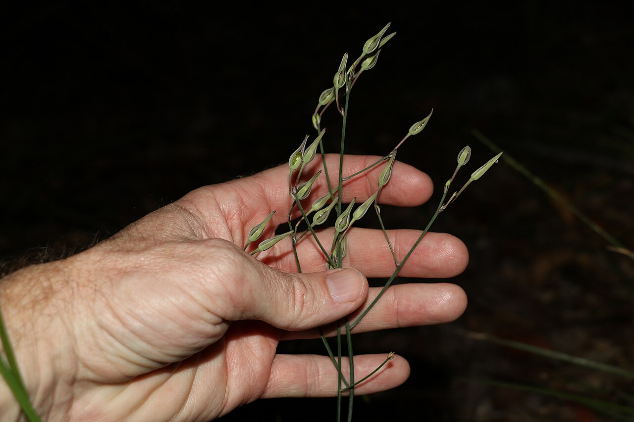 Haemodorum austroqueenslandicum: Haemodorum austroqueenslandicum with developing structures. Taken in Burbank, Queensland, Australia