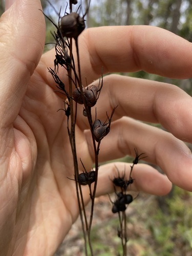 Haemodorum austroqueenslandicum (Haemodorum austroqueenslandicum)