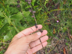 Haemodorum austroqueenslandicum (Haemodorum austroqueenslandicum)