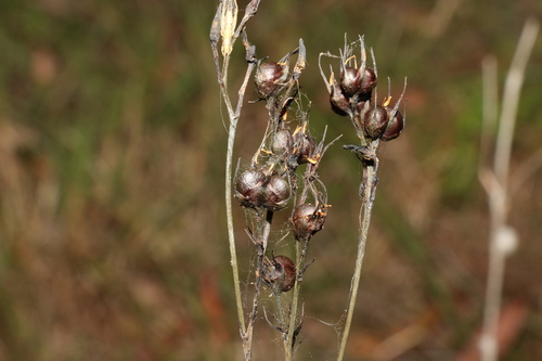 Haemodorum austroqueenslandicum (Haemodorum austroqueenslandicum)
