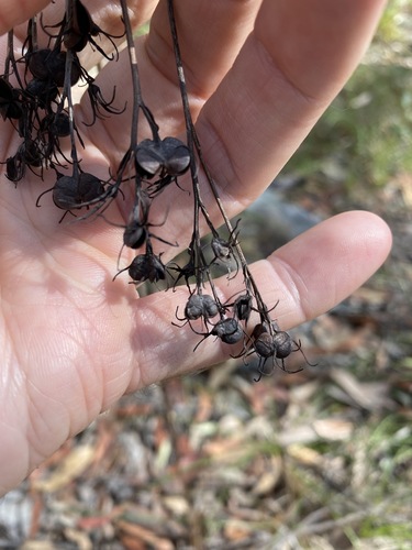 Haemodorum austroqueenslandicum (Haemodorum austroqueenslandicum)