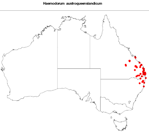 Haemodorum austroqueenslandicum: Haemodorum austroqueenslandicum occurrence data from Australasian Virtual Herbarium on 12 May 2017