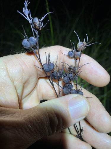 Haemodorum austroqueenslandicum (Haemodorum austroqueenslandicum)