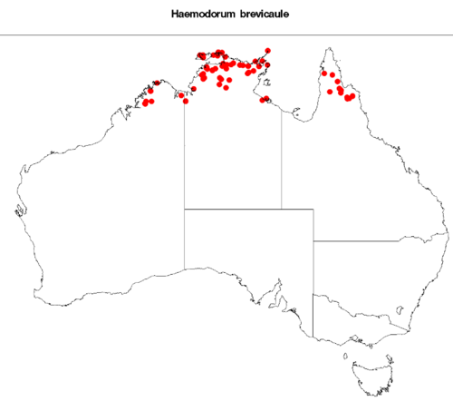 Haemodorum brevicaule: Haemodorum brevicaule occurrence data from Australasian Virtual Herbarium on 12 May 2017