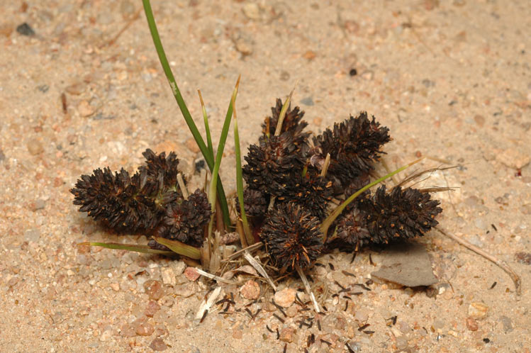 Haemodorum brevicaule: Haemodorum brevicaule growing near Pine Creek in Northern Territory, Australia.