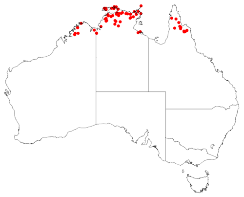 Haemodorum brevicaule: Haemodorum brevicaule data (CC) downloaded from Australia's Virtual Herbarium on 12 May 2017