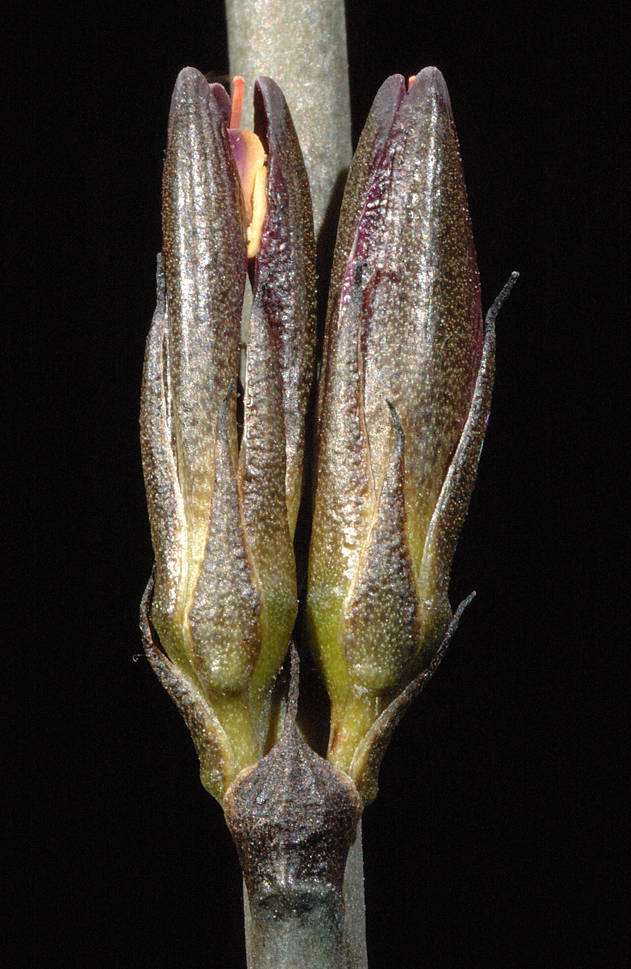 Haemodorum brevisepalum: KRT3092
