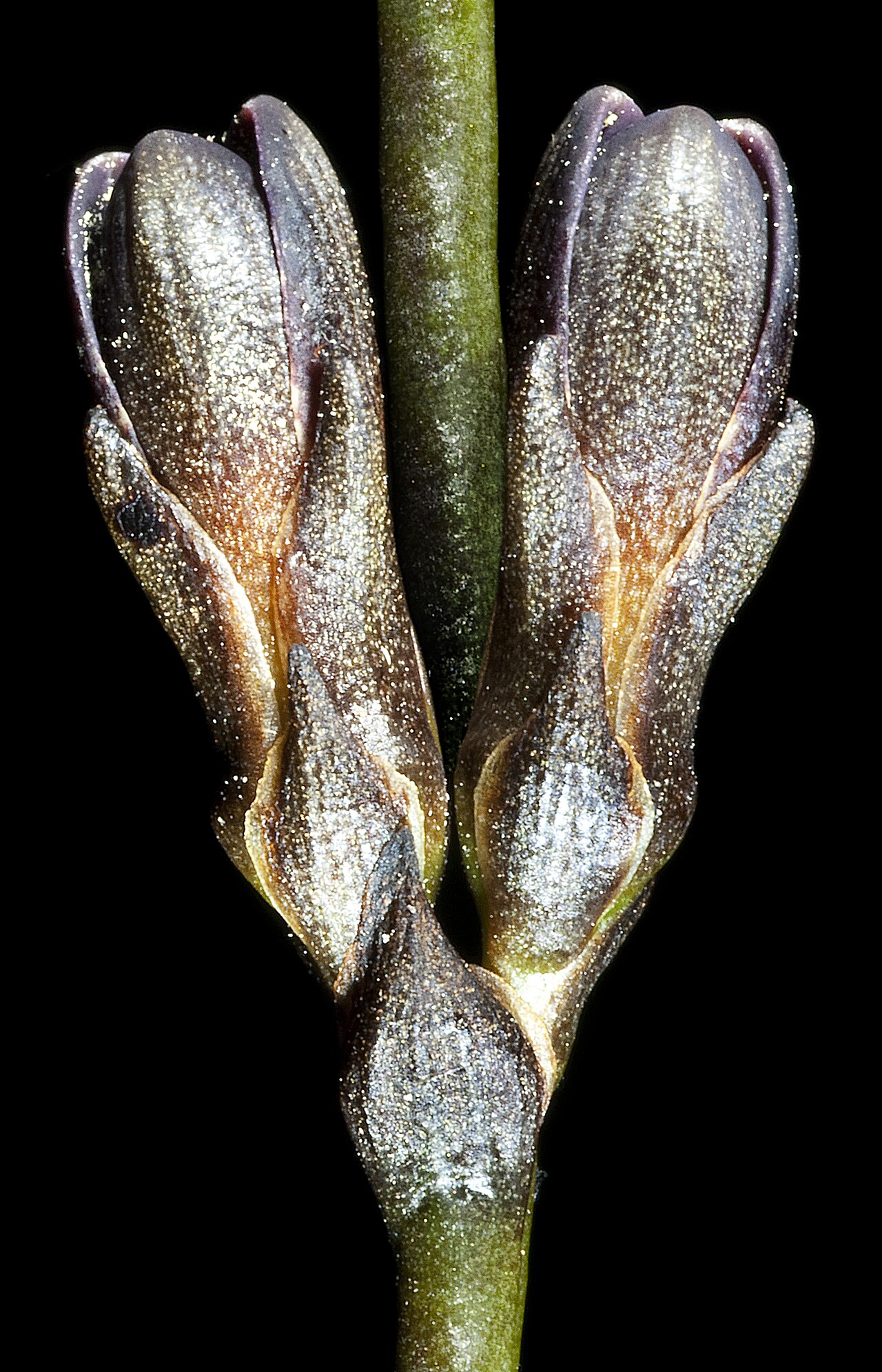 Haemodorum brevisepalum: KRT4066