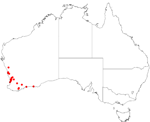 Haemodorum brevisepalum: Haemodorum brevisepalum occurrence data from Australasian Virtual Herbarium on 12 May 2017