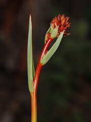 Haemodorum coccineum (Haemodorum coccineum)