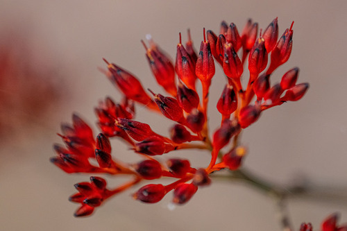 Haemodorum coccineum (Haemodorum coccineum)