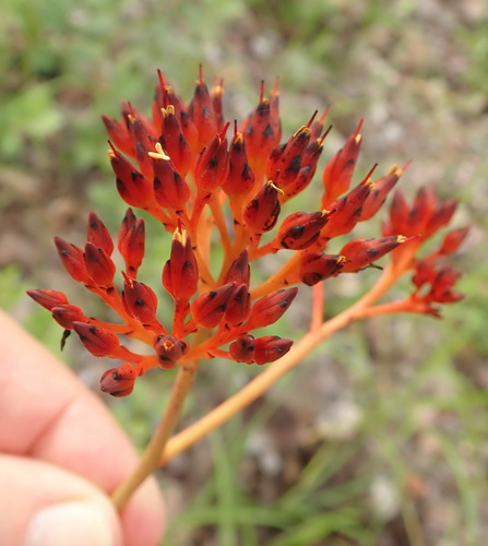 Haemodorum coccineum (Haemodorum coccineum)