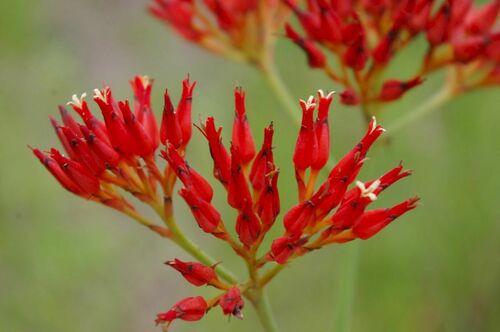Haemodorum coccineum (Haemodorum coccineum)