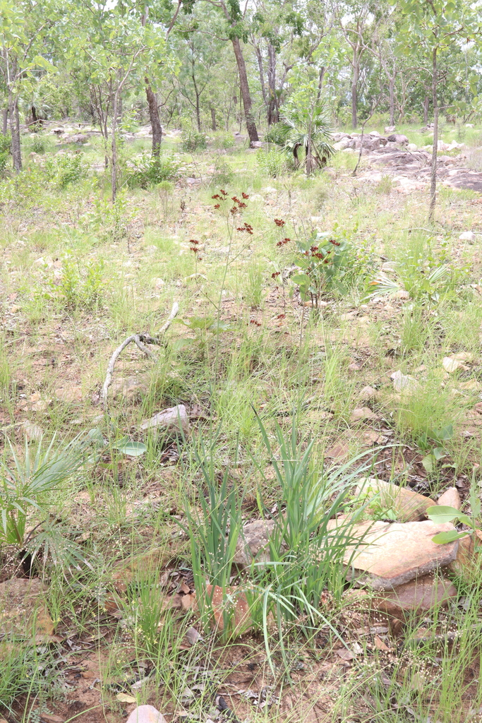 Haemodorum coccineum (Haemodorum coccineum)